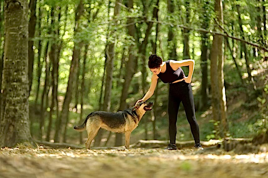 Belgrad Ormanı 2019