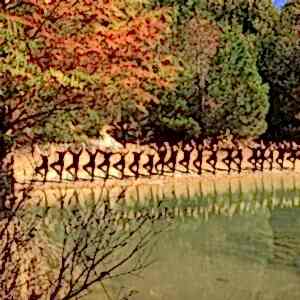 Atatürk Arboretumu 2019